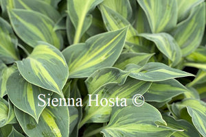 Hosta Stand By Me