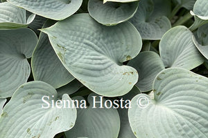 Hosta Blue Wedgewood