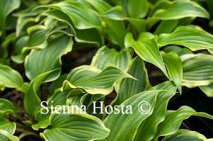 Hosta Kanzi