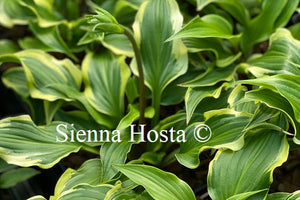 Hosta Kanzi