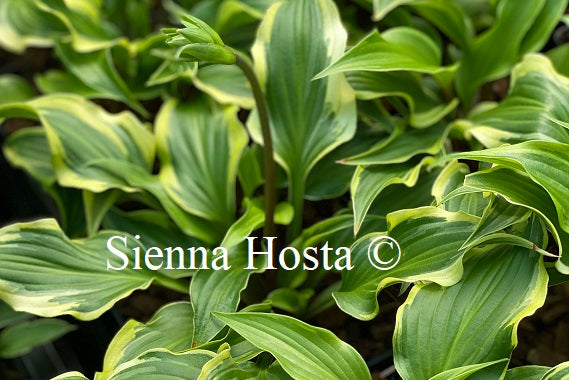 Hosta Kanzi