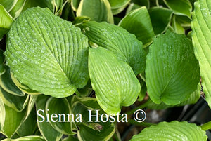 Hosta Niagara Falls