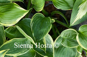 Hosta Night at the Opera