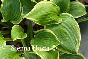 Hosta Night at the Opera