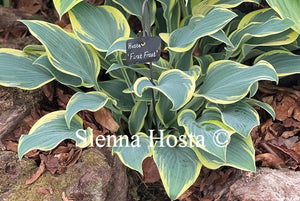 Hosta 'First Frost'