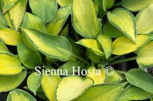 Hosta Katherine Lewis