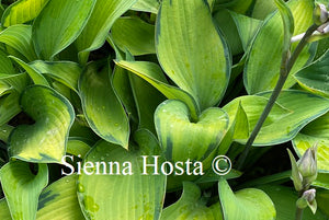 Hosta Katherine Lewis