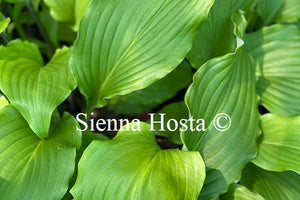 Hosta Stir it up