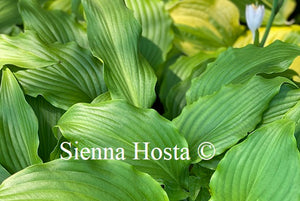 Hosta Stir it up