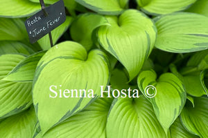 Hosta 'June Fever'