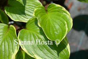 Hosta Sorbet