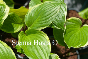 Hosta Sorbet