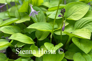 Hosta Devon Gold