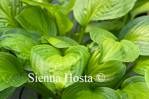 hosta adorable