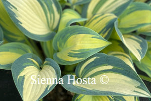 hosta remember me