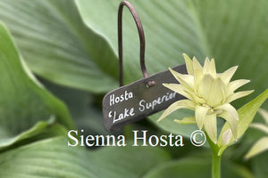 Hosta 'Lake Superior'