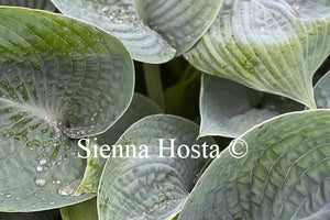 Hosta 'Love Pat'