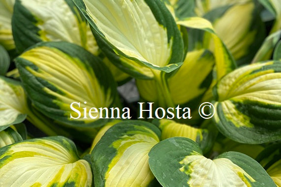 Hosta Georgia Sweetheart