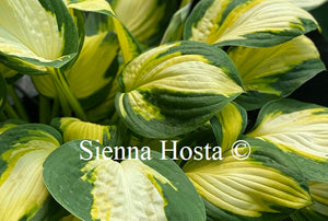 Hosta Georgia Sweetheart