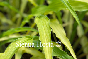 Hosta Curly Fries