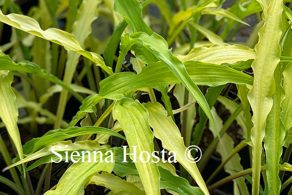 Hosta Curly Fries