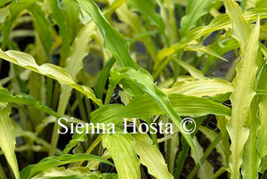 Hosta Curly Fries