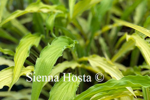 Hosta Curly Fries