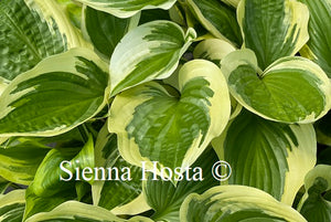 Hosta 'Envy'