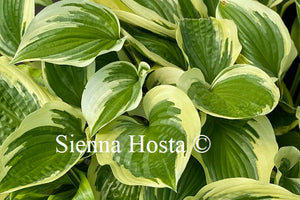 Hosta 'Envy'