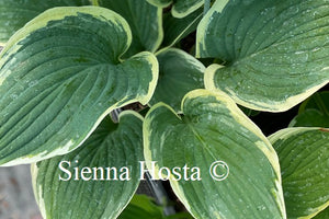 Hosta Glacial Towers