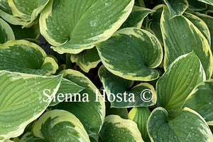 Hosta Glacial Towers