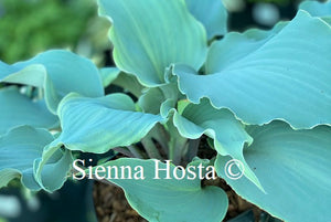 hosta skywriter