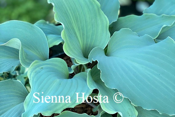 hosta skywriter