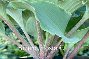 hosta skywriter