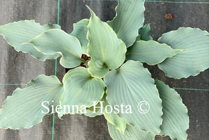 hosta skywriter