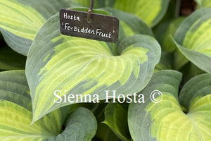 Hosta 'Forbidden Fruit'