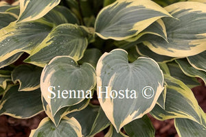 Hosta 'Lacy Belle'