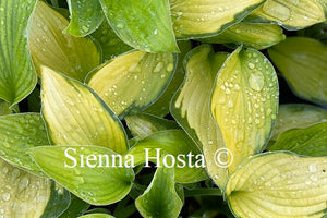 Hosta A Dash of Lemon