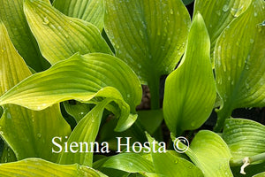 Hosta Gold Power