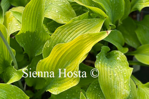 Hosta Gold Power