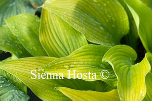 Hosta Gold Power