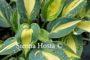 Hosta Magic Island