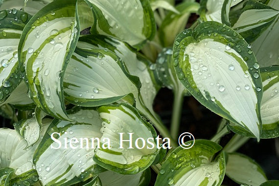 Hosta Marshmallow Sky