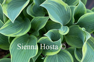 Hosta Clown's Collar