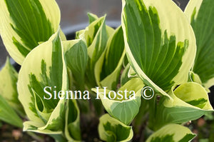 hosta minuteman