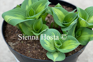 hosta popcorn