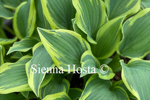 Hosta Lacy Belle 