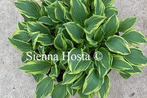 hosta lacy belle