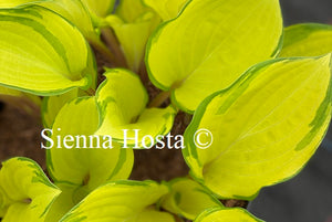 Hosta Paradise Island