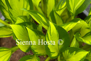 Hosta Orange Star